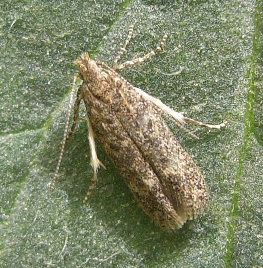 Tuta absoluta adult moth. Image copyright Dupont.